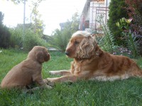 /album/anglicky-kokerspaniel/stence7-jpg/