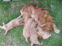 /album/anglicky-kokerspaniel/steniatka1-jpg/