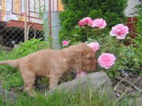 /album/anglicky-kokerspaniel/steniatka3-jpg/