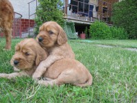 /album/anglicky-kokerspaniel/steniatka6-jpg/