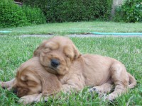 /album/anglicky-kokerspaniel/steniatka8-jpg/