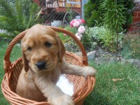 /album/anglicky-kokerspaniel/lady1-jpg/