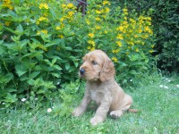 /album/anglicky-kokerspaniel/lady3-jpg/