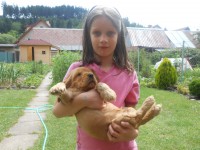 /album/anglicky-kokerspaniel/lady4-jpg/