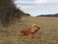 /album/anglicky-kokerspaniel/img-4677-jpg/