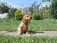 /album/anglicky-kokerspaniel/ulicnica-jpg/