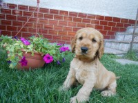 /album/anglicky-kokerspaniel/ladinka-jpg/