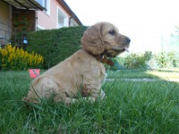 /album/anglicky-kokerspaniel/ladinka1-jpg/