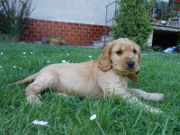 /album/anglicky-kokerspaniel/ladinka2-jpg/