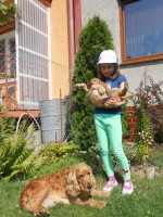 /album/anglicky-kokerspaniel/dscn3067-jpg/