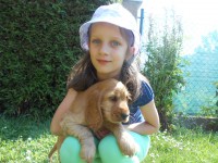 /album/anglicky-kokerspaniel/dscn3071-jpg/