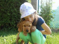 /album/anglicky-kokerspaniel/dscn3072-jpg/